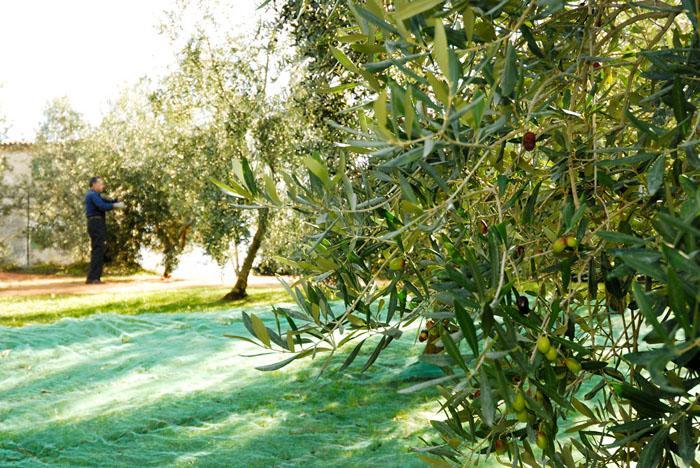 Podere Jana Antico Frantoio Vinci Exteriér fotografie